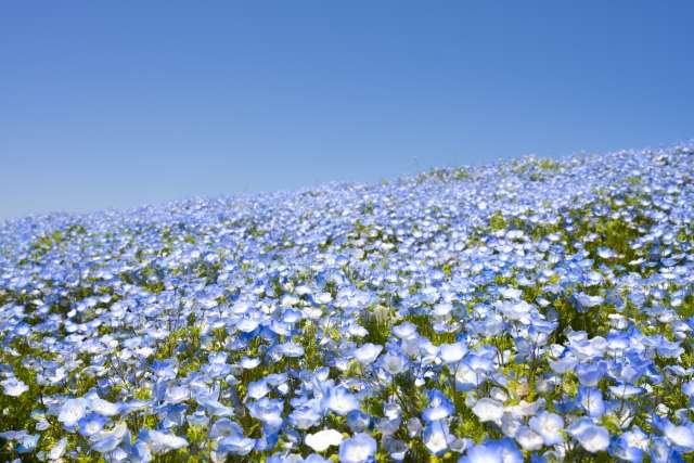 春といえば、咲き誇るお花♪青が綺麗なネモフィラが大阪でも…!!