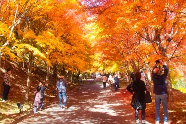 紅葉狩りの“狩り”の由来とは？日本らしい感覚を大切にする。日本文化といえば【書道】大阪の書道教室「青霄書法会」